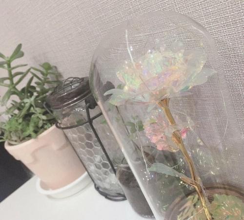 Forever Light Rose
